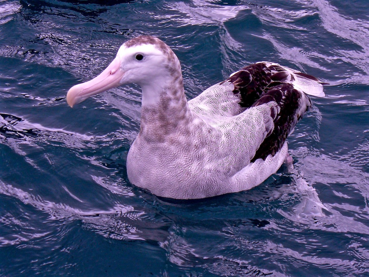 Antipodean Albatross (Gibson's) - Kenneth Weaver