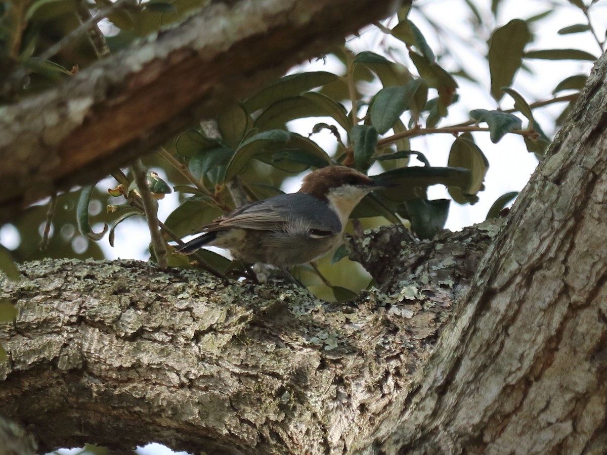 Brown-headed Nuthatch - ML67675221
