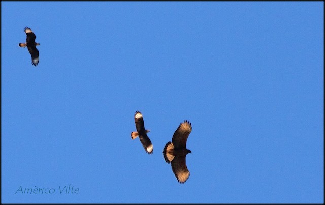 Being chased by caracaras (family&nbsp;Falconidae). - Black-and-chestnut Eagle - 