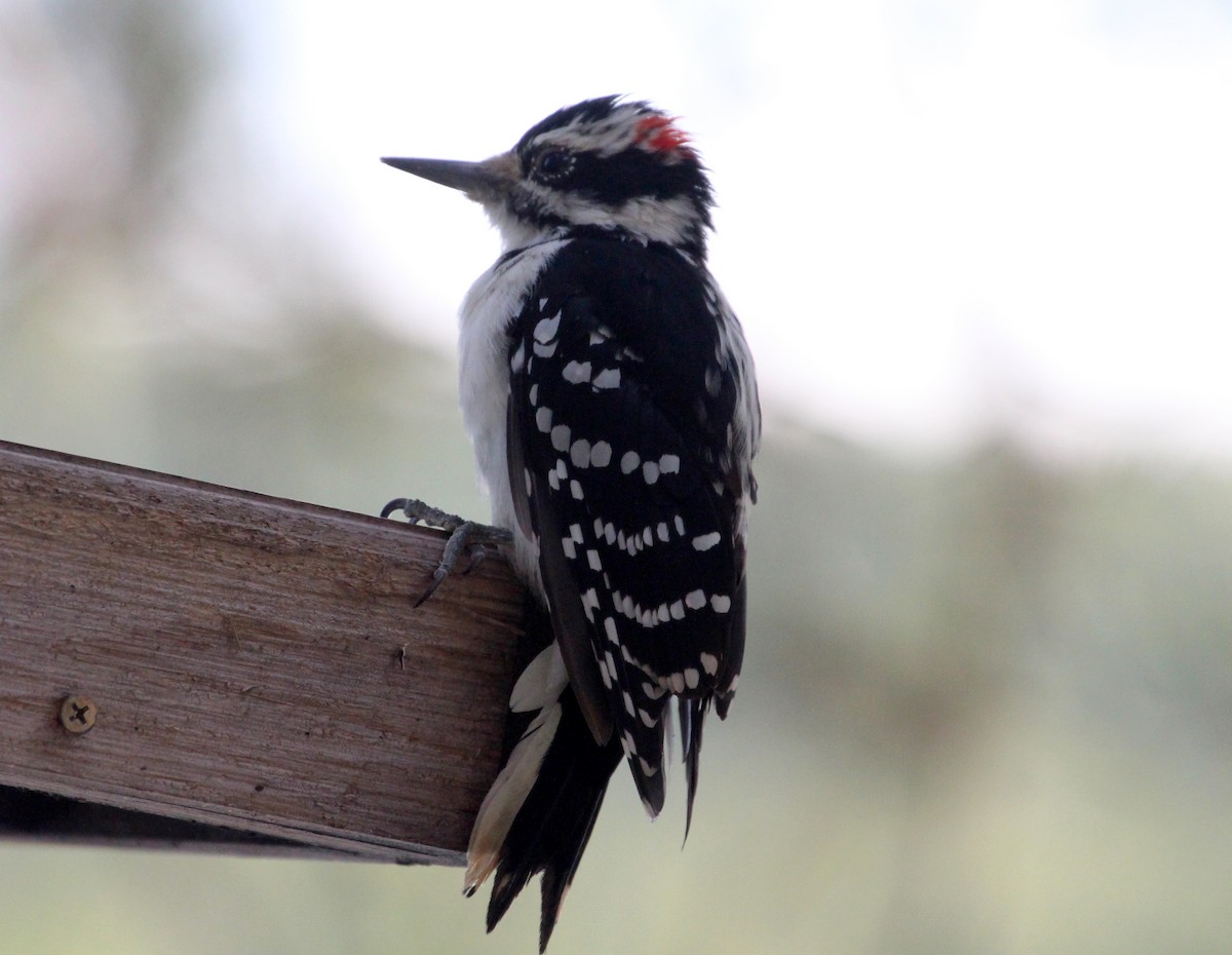 Hairy Woodpecker (Eastern) - ML67675741