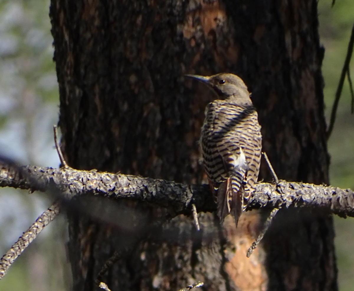 Northern Flicker (Red-shafted) - ML67676511