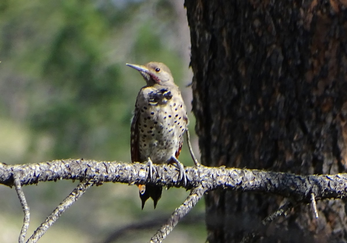 Northern Flicker (Red-shafted) - ML67676521