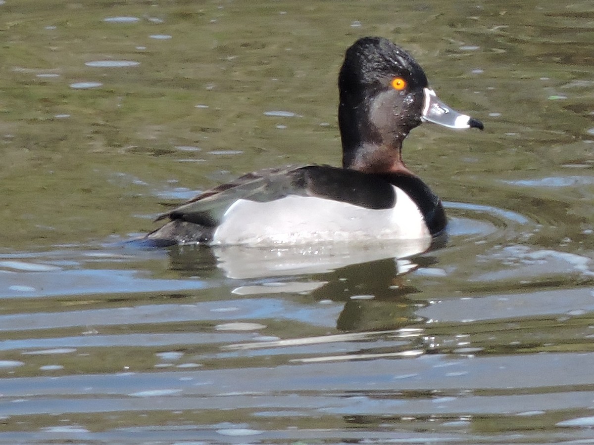 Ring-necked Duck - ML67677171