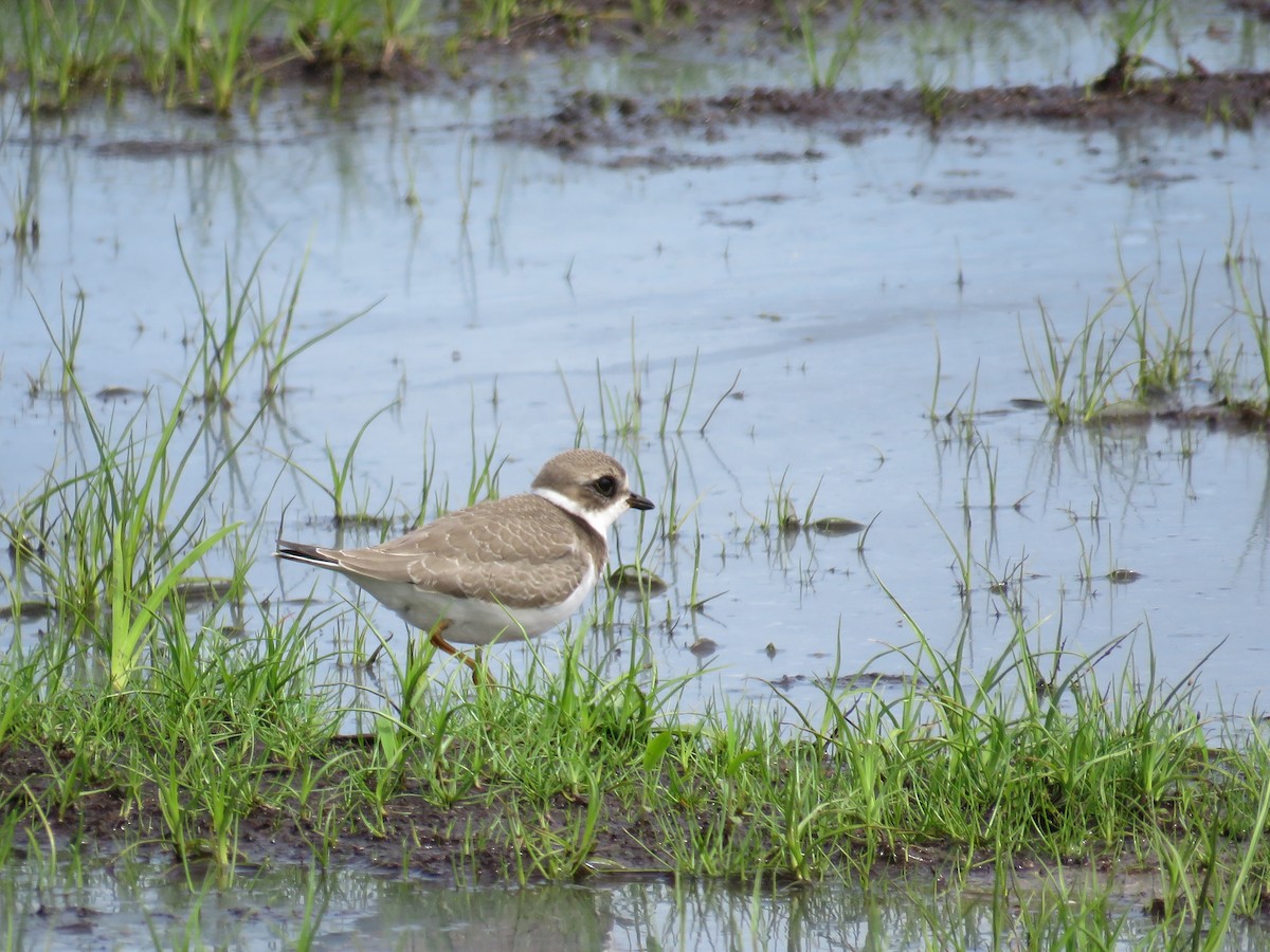 Semipalmated Plover - ML67679731