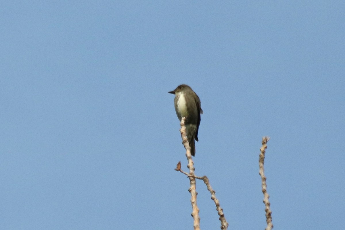 Olive-sided Flycatcher - Kris Ito