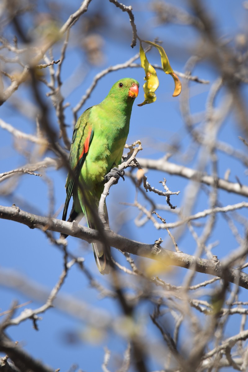 Red-winged Parrot - Cheryl and Paul Curran