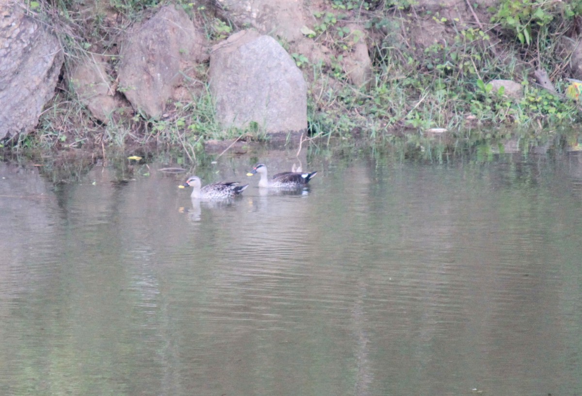 Indian Spot-billed Duck - ML67684281