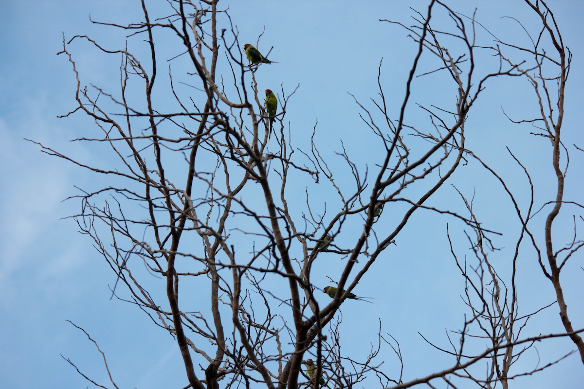 Plum-headed Parakeet - ML67684771