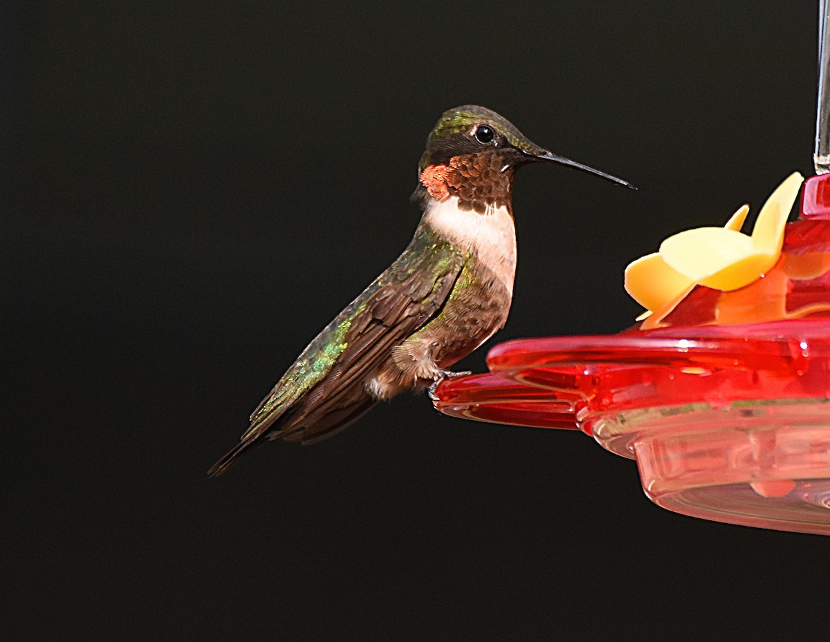 Ruby-throated Hummingbird - Glenn Wyatt