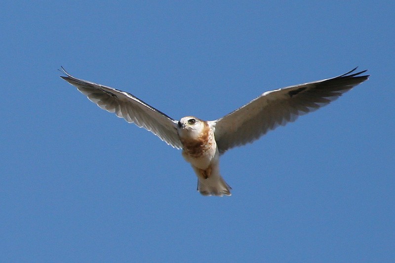 White-tailed Kite - ML67685331