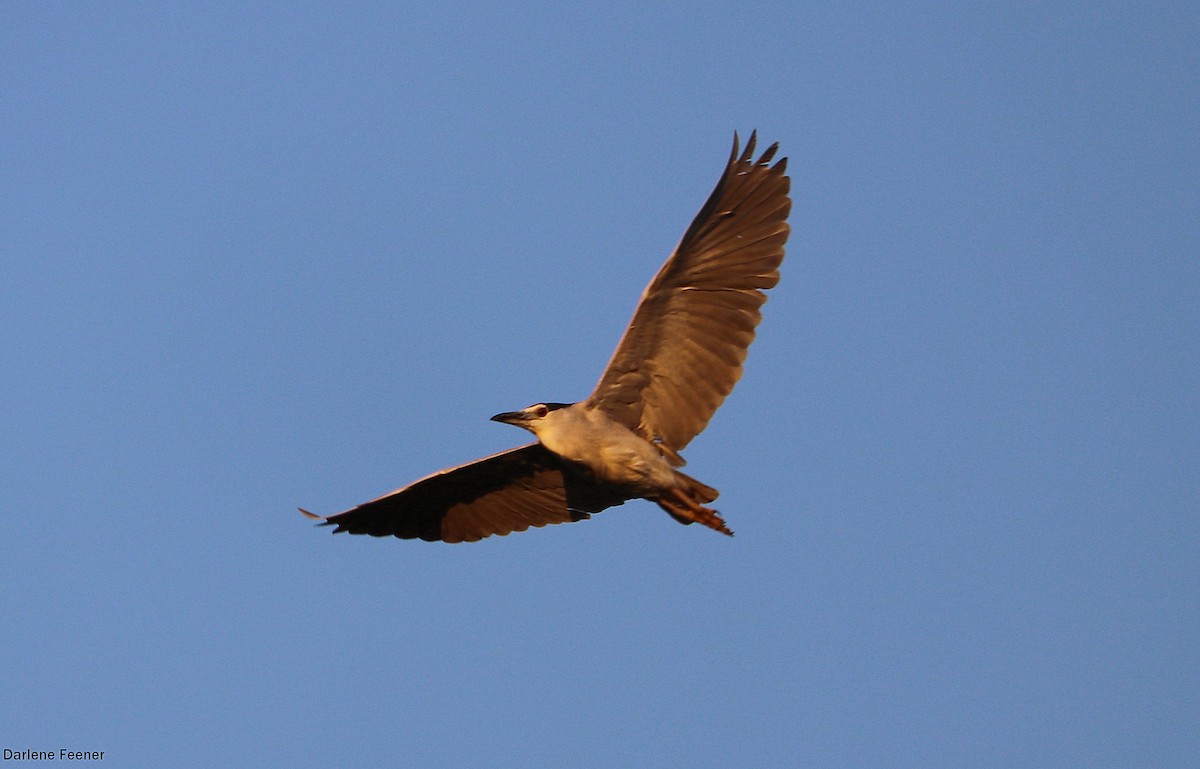 Black-crowned Night Heron - Darlene Feener