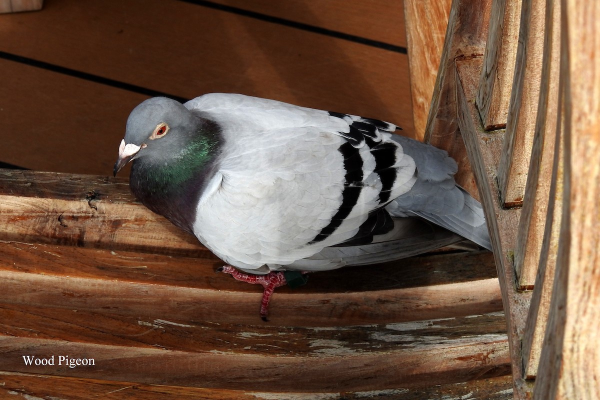 Rock Pigeon (Feral Pigeon) - Alan Green