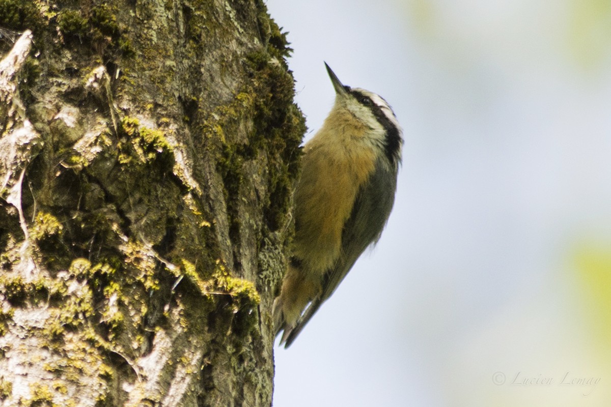Red-breasted Nuthatch - Lucien Lemay