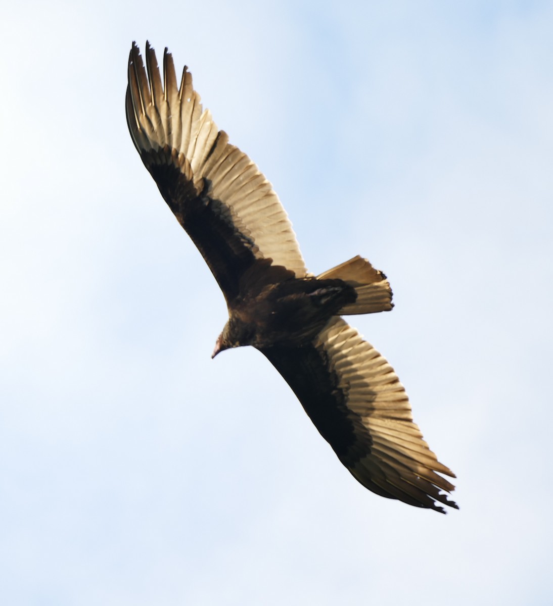 Turkey Vulture - Dave Bowman