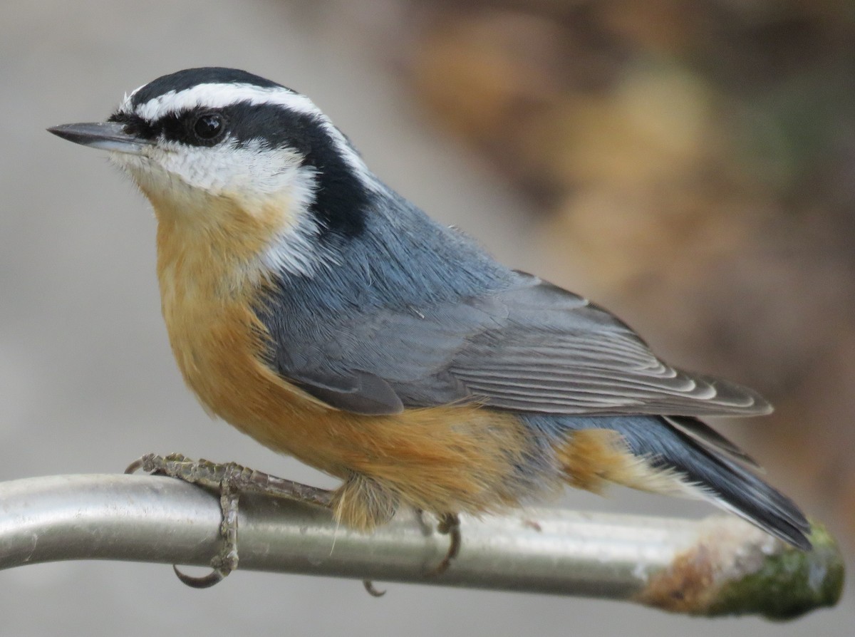 Red-breasted Nuthatch - Jan Thom