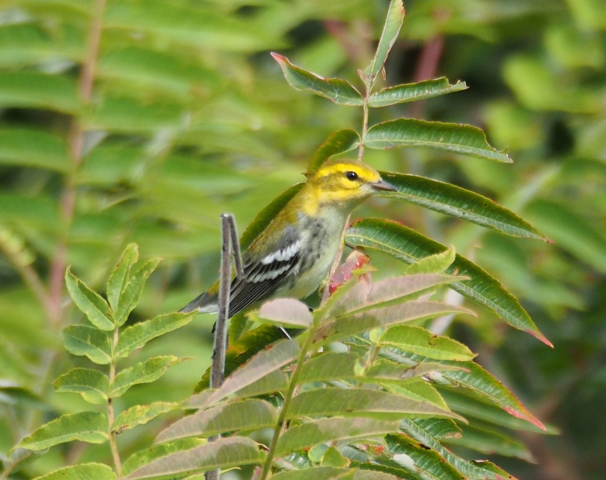 Black-throated Green Warbler - Bobby Brown