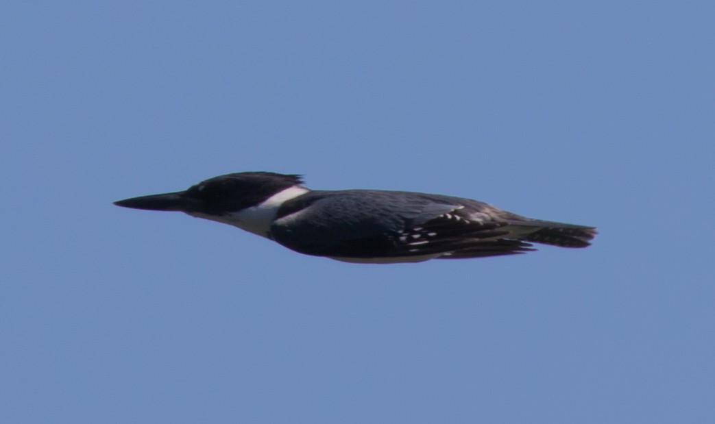 Belted Kingfisher - ML67692271