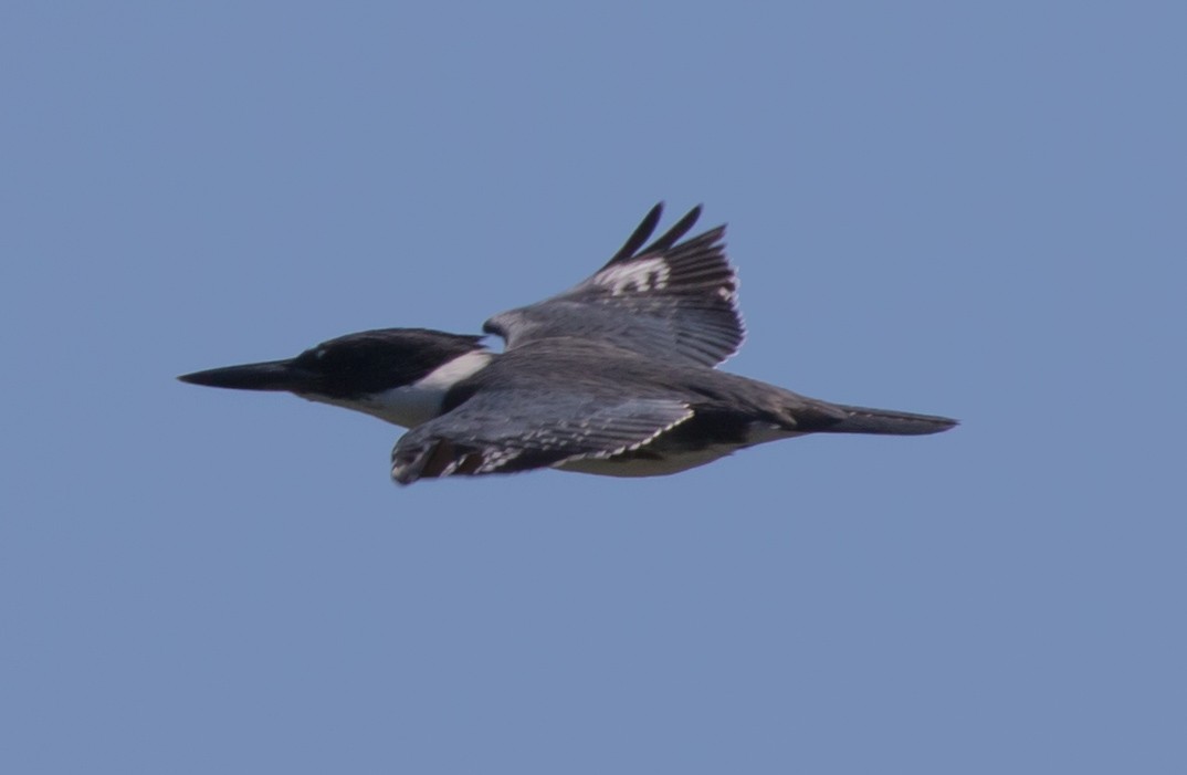 Belted Kingfisher - ML67692281