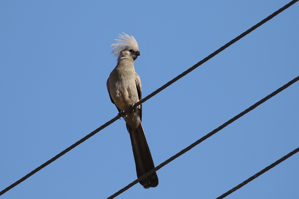 Gray Go-away-bird - Charley Hesse TROPICAL BIRDING