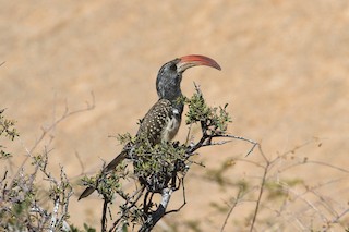  - Monteiro's Hornbill