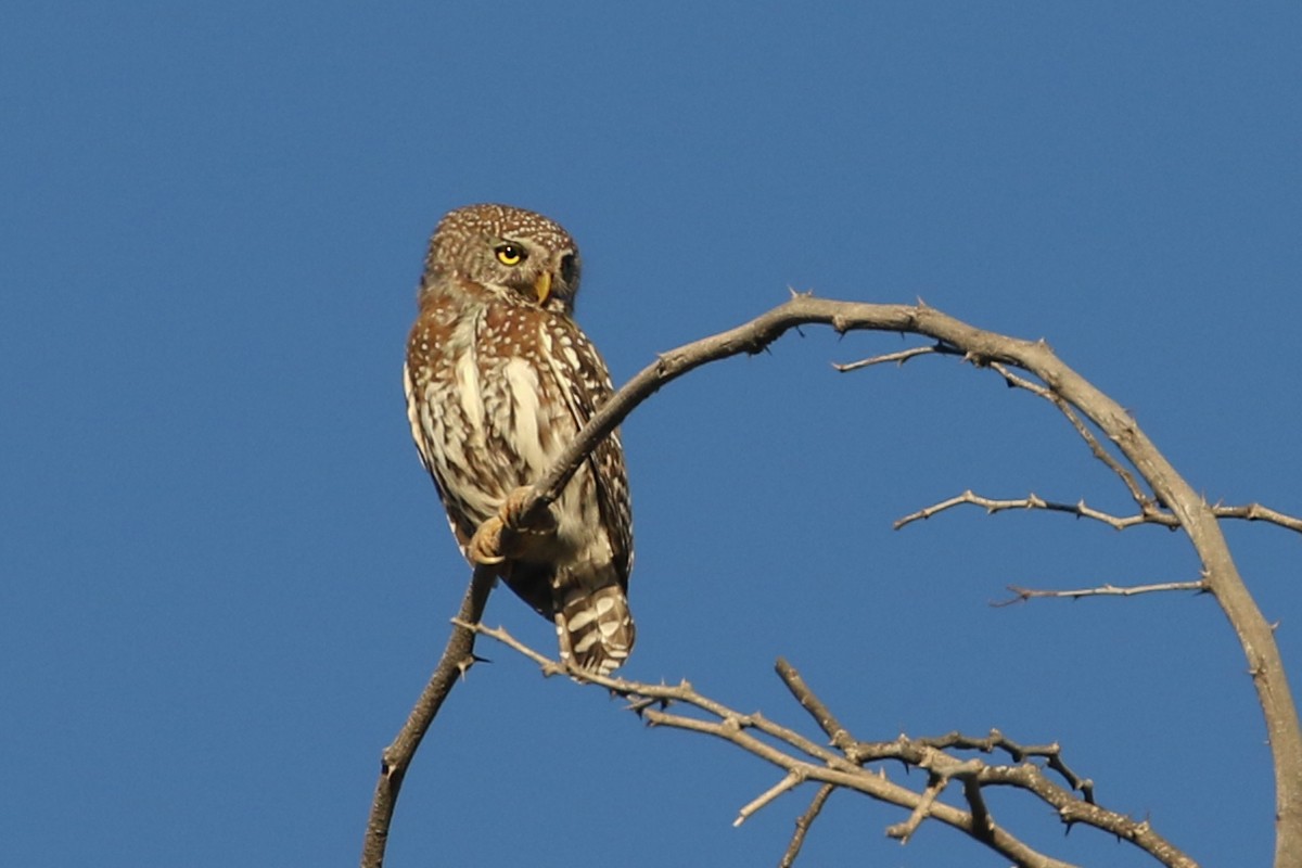 Pearl-spotted Owlet - Charley Hesse TROPICAL BIRDING