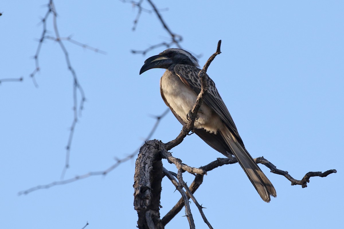 African Gray Hornbill - Charley Hesse TROPICAL BIRDING