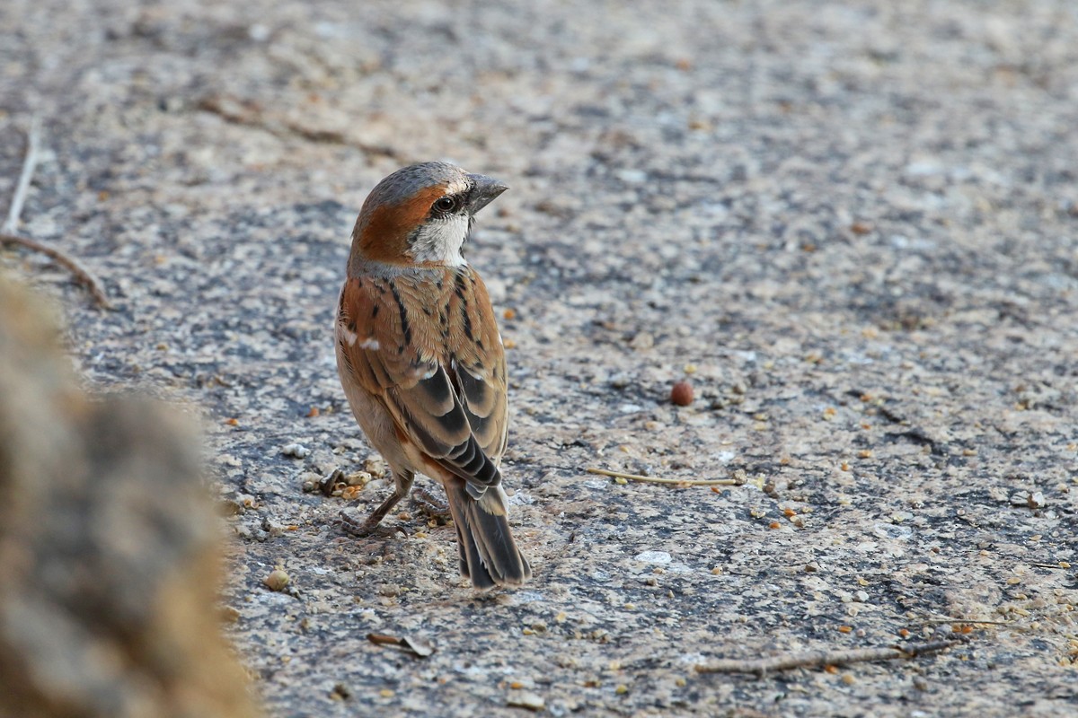 Great Rufous Sparrow - ML67697981