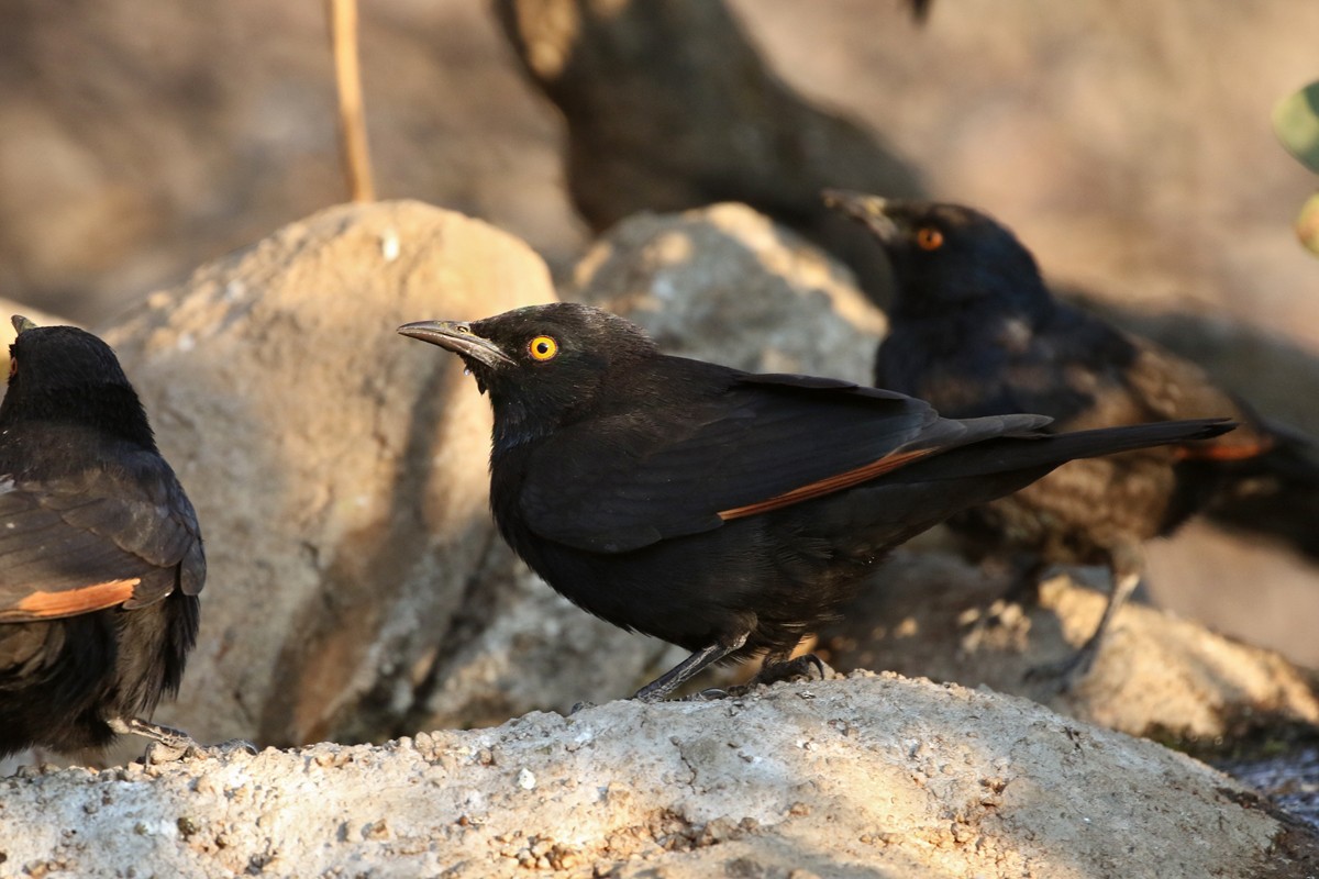 Pale-winged Starling - ML67698151