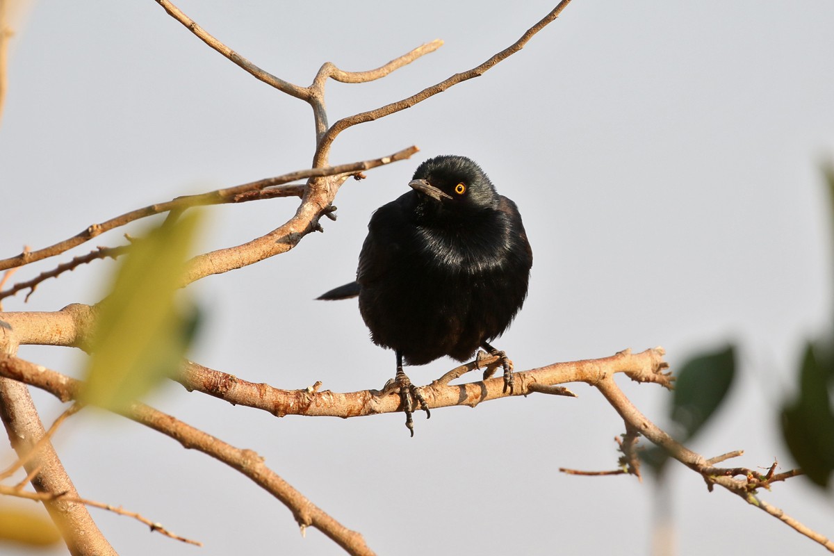 Pale-winged Starling - ML67698161
