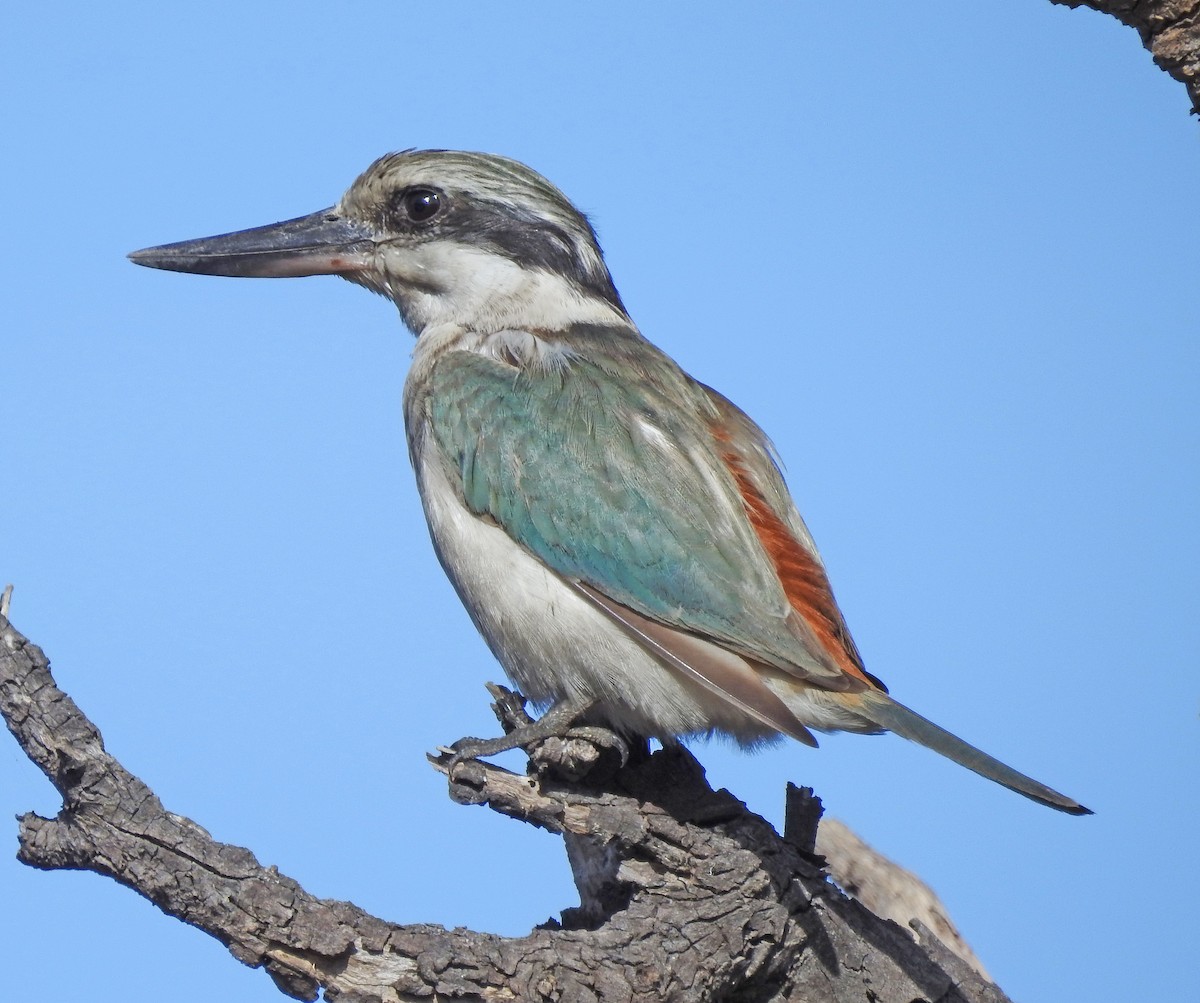 Red-backed Kingfisher - Niel Bruce