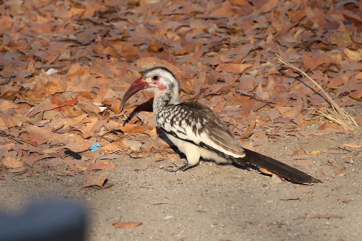 Damara Red-billed Hornbill - Charley Hesse TROPICAL BIRDING