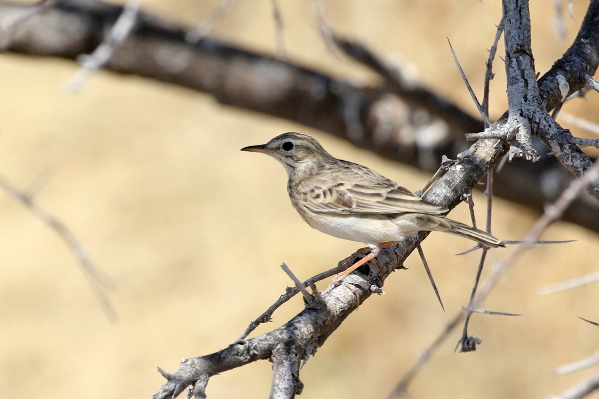 African Pipit - ML67702191