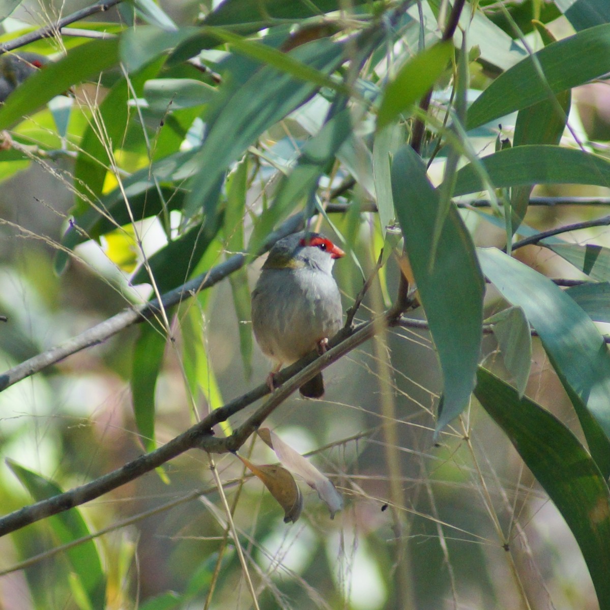 Red-browed Firetail - Sara Young
