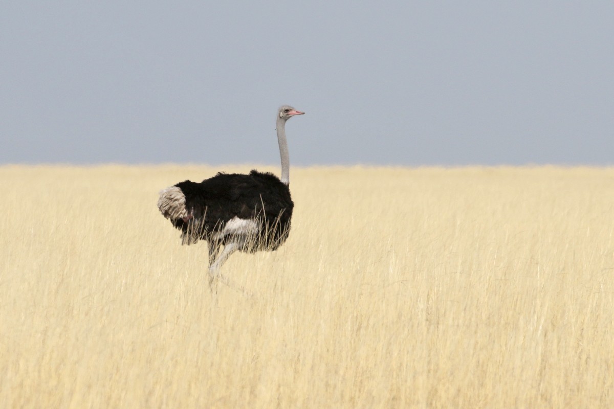 Common Ostrich - Charley Hesse TROPICAL BIRDING
