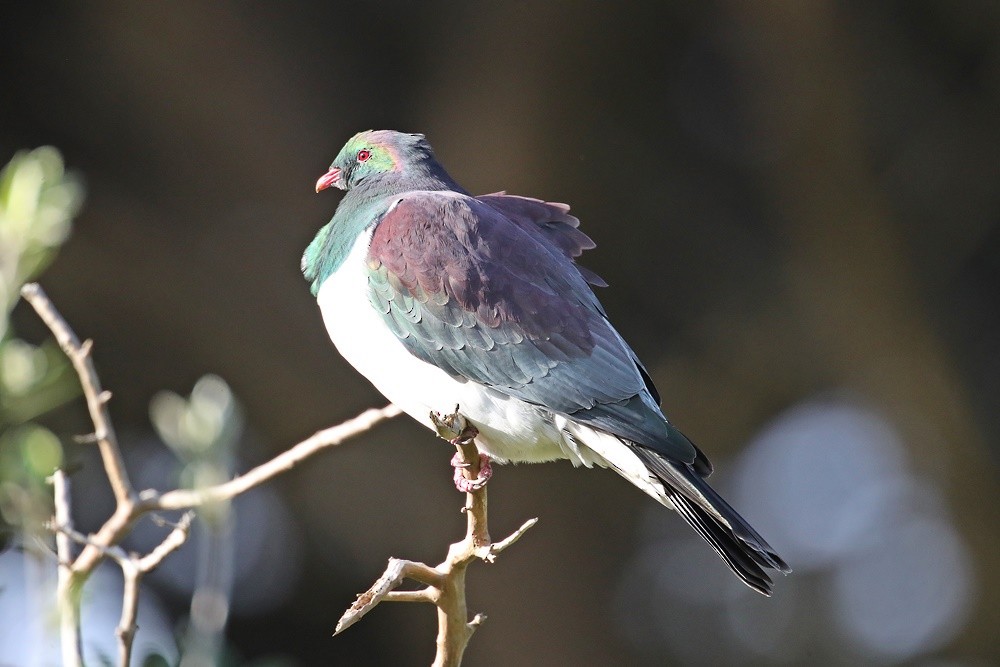 New Zealand Pigeon - Graeme Risdon