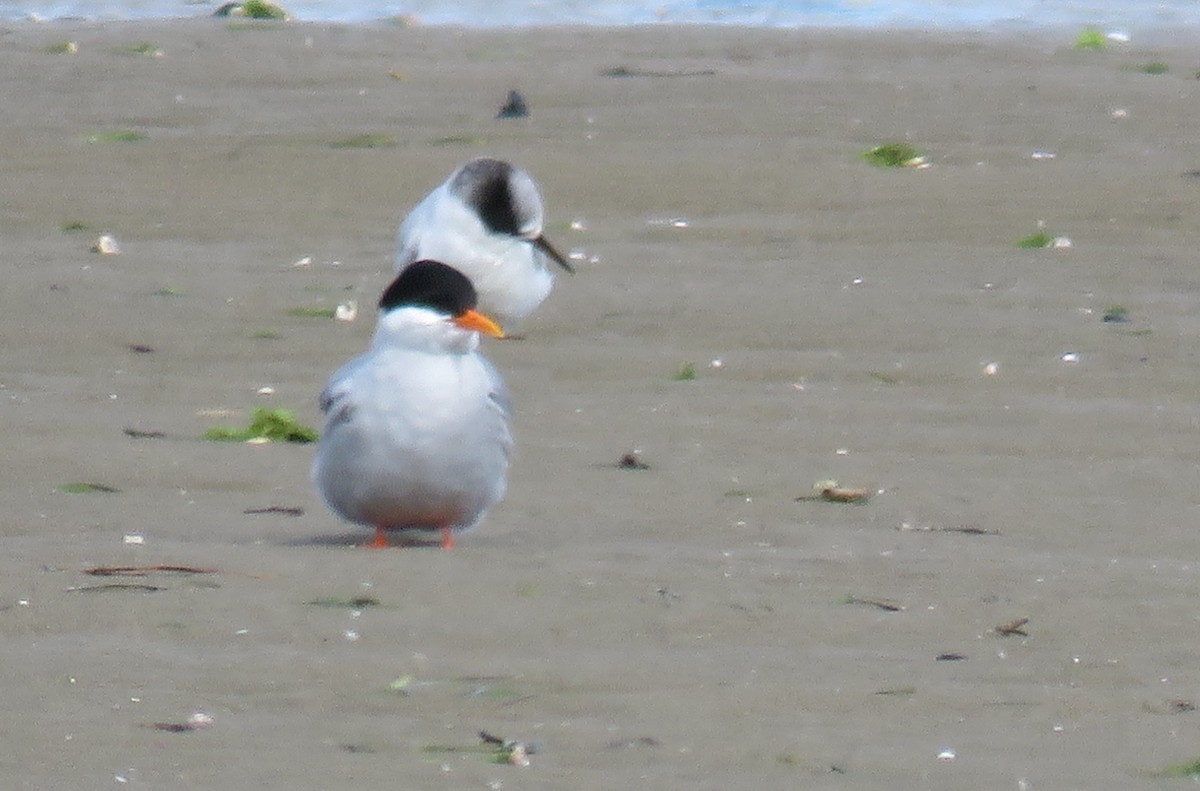 Black-fronted Tern - Russell Cannings
