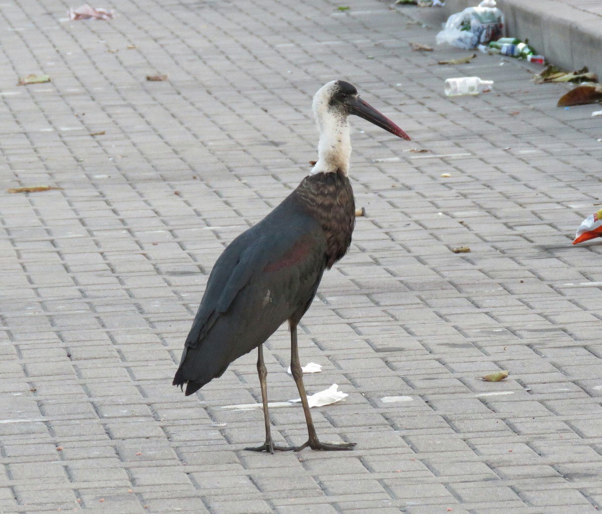African Woolly-necked Stork - ML67705321