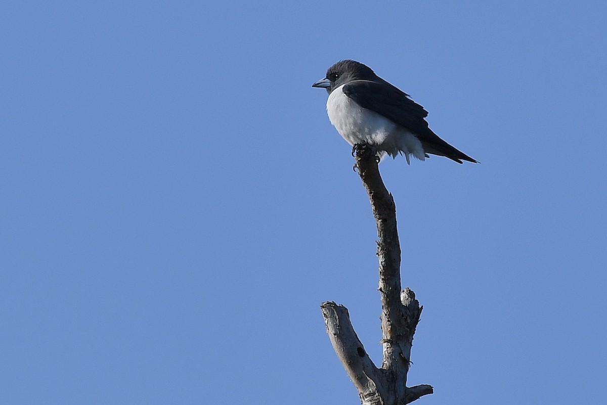 White-breasted Woodswallow - ML67705631