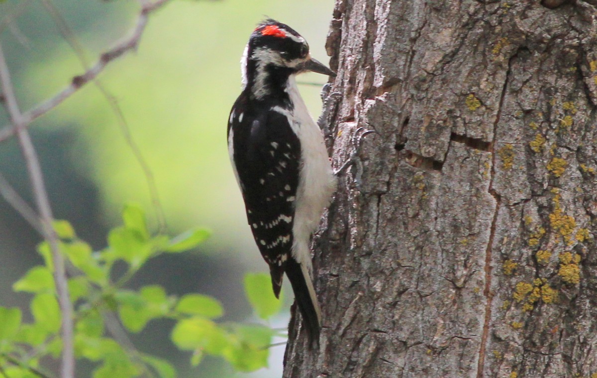 Hairy Woodpecker - Gary Leavens