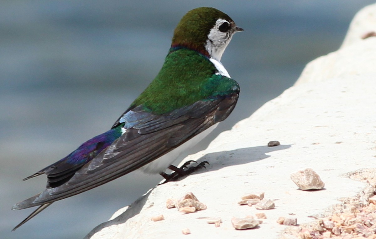 Violet-green Swallow - Gary Leavens