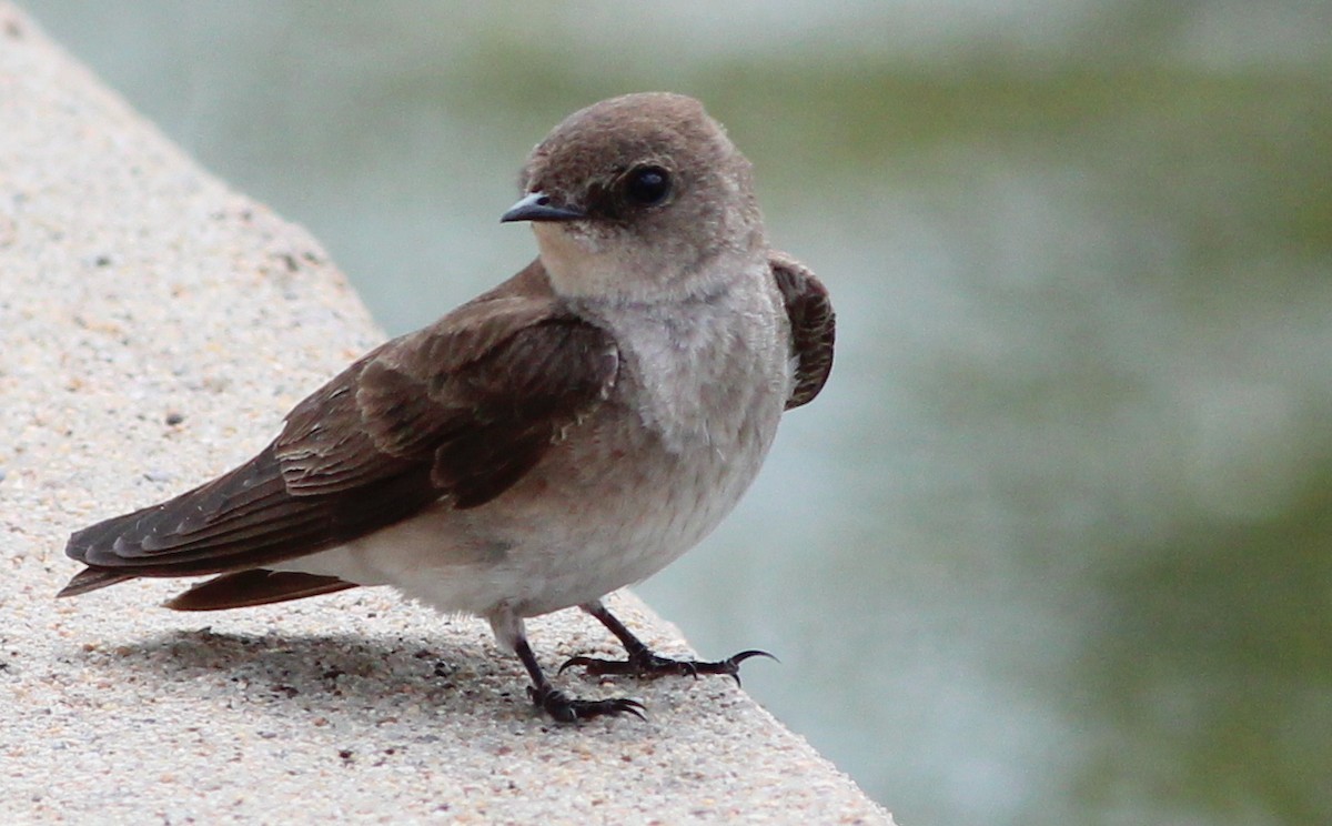 Northern Rough-winged Swallow - Gary Leavens