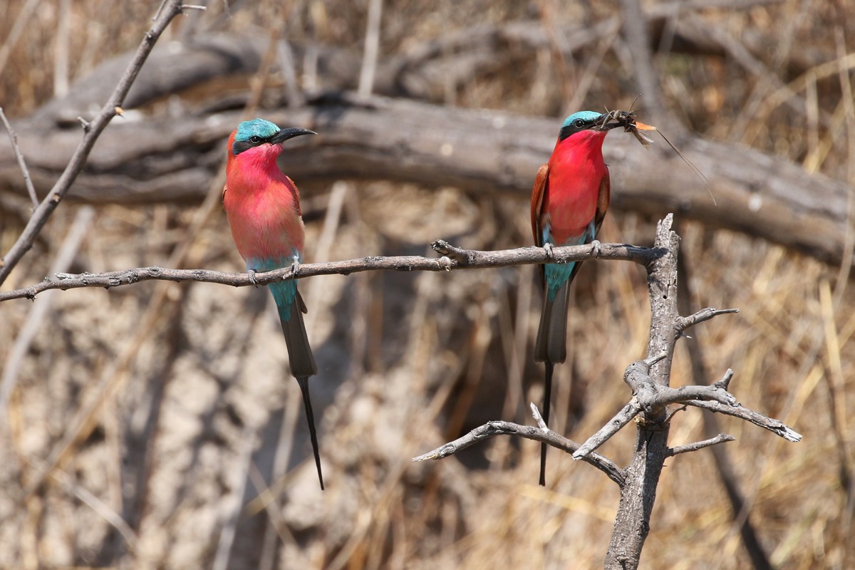 Southern Carmine Bee-eater - Charley Hesse TROPICAL BIRDING