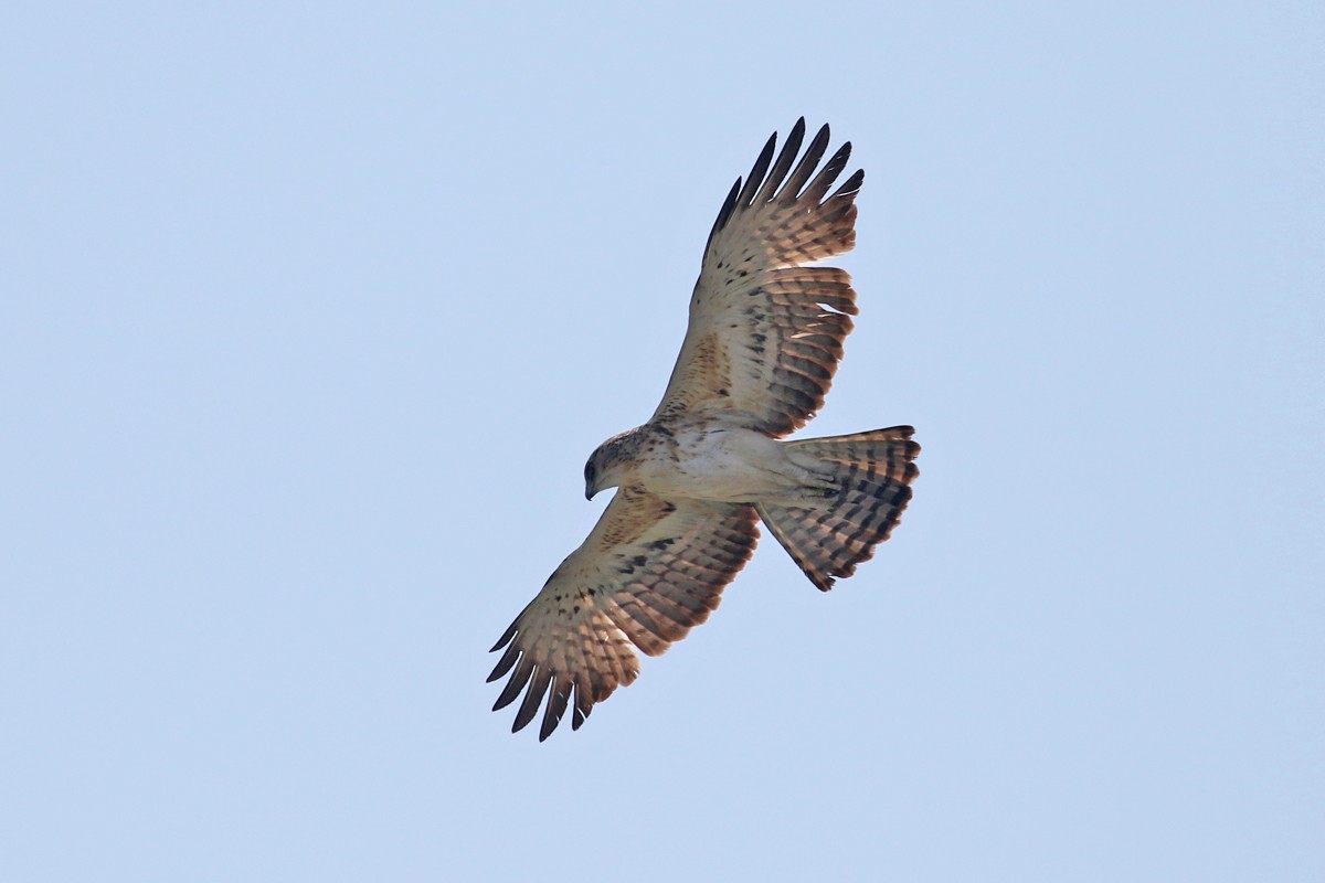 African Hawk-Eagle - Charley Hesse TROPICAL BIRDING