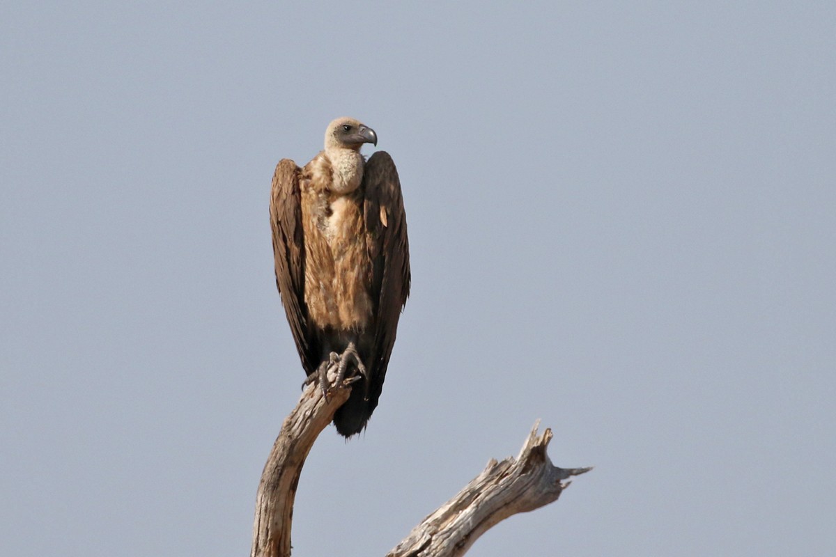 White-backed Vulture - Charley Hesse TROPICAL BIRDING