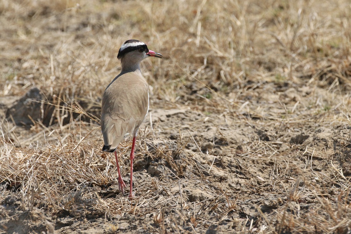 Crowned Lapwing - Charley Hesse TROPICAL BIRDING