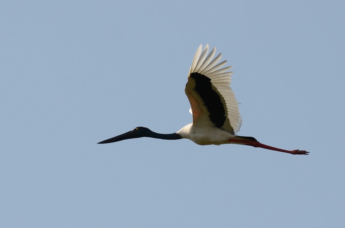 Black-necked Stork - ML67709481