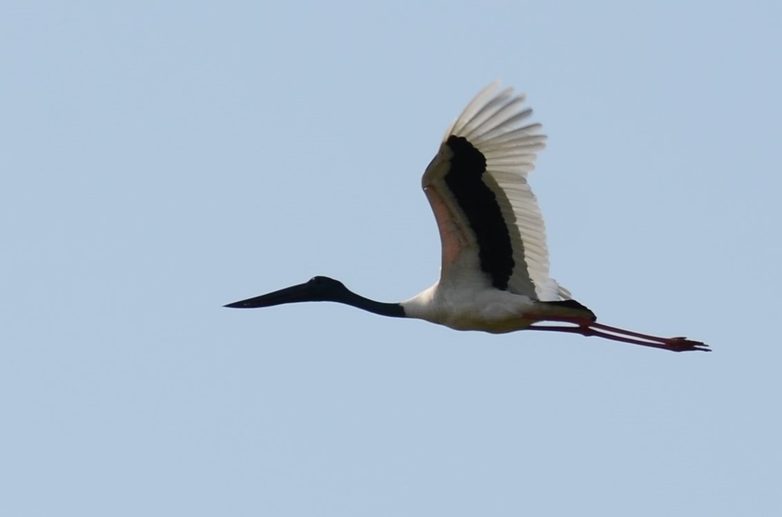 Black-necked Stork - Stephen Haase
