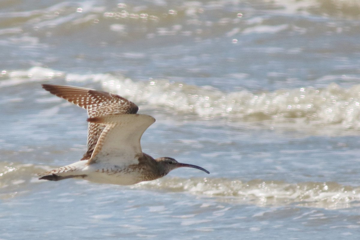 Whimbrel (Steppe) - ML67710491