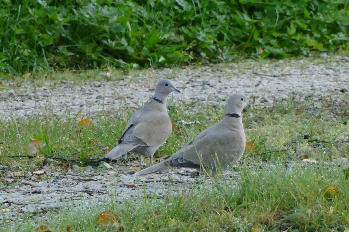 Eurasian Collared-Dove - eero salo-oja