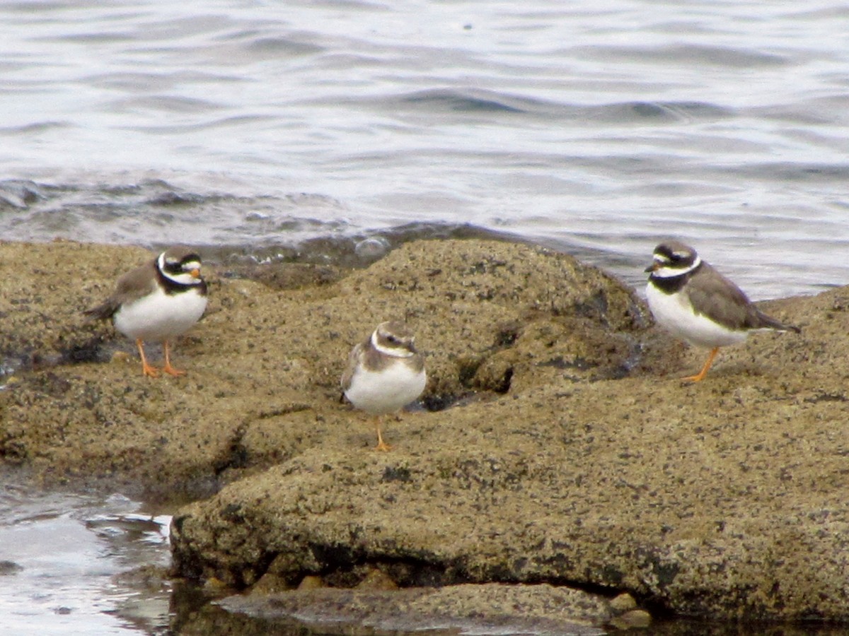 Common Ringed Plover - ML67715661